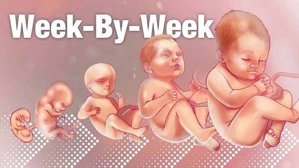 Fetal development week by week